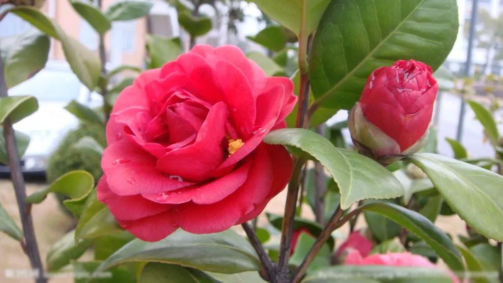 植物生长调节剂在花卉上的应用-山茶花、女贞、玉兰